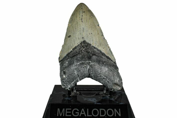Fossil Megalodon Tooth - North Carolina #349356